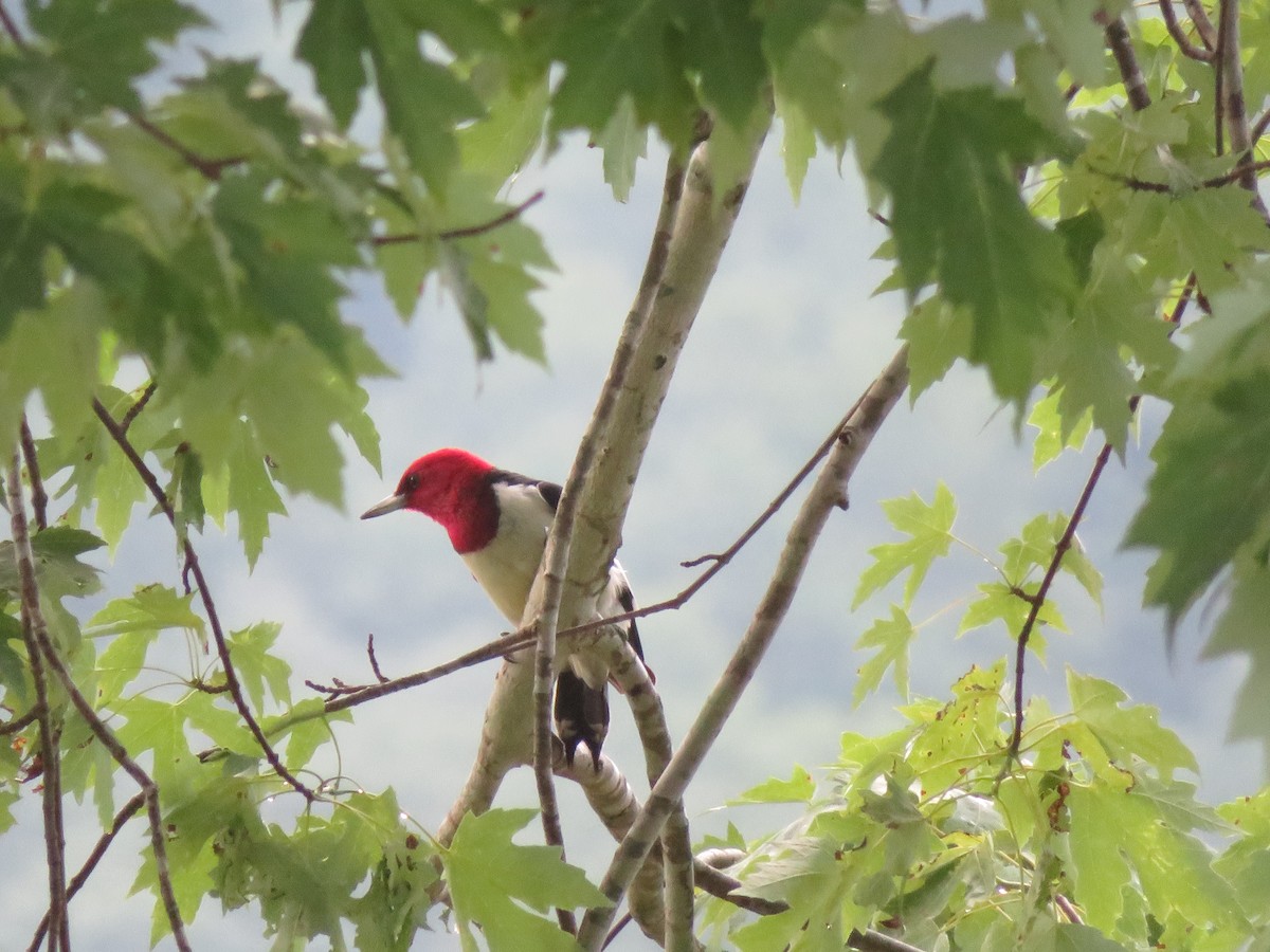 Red-headed Woodpecker - ML621167558