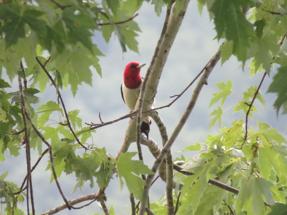 Red-headed Woodpecker - ML621167559