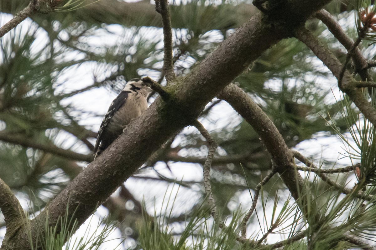 Lesser Spotted Woodpecker - ML621167566