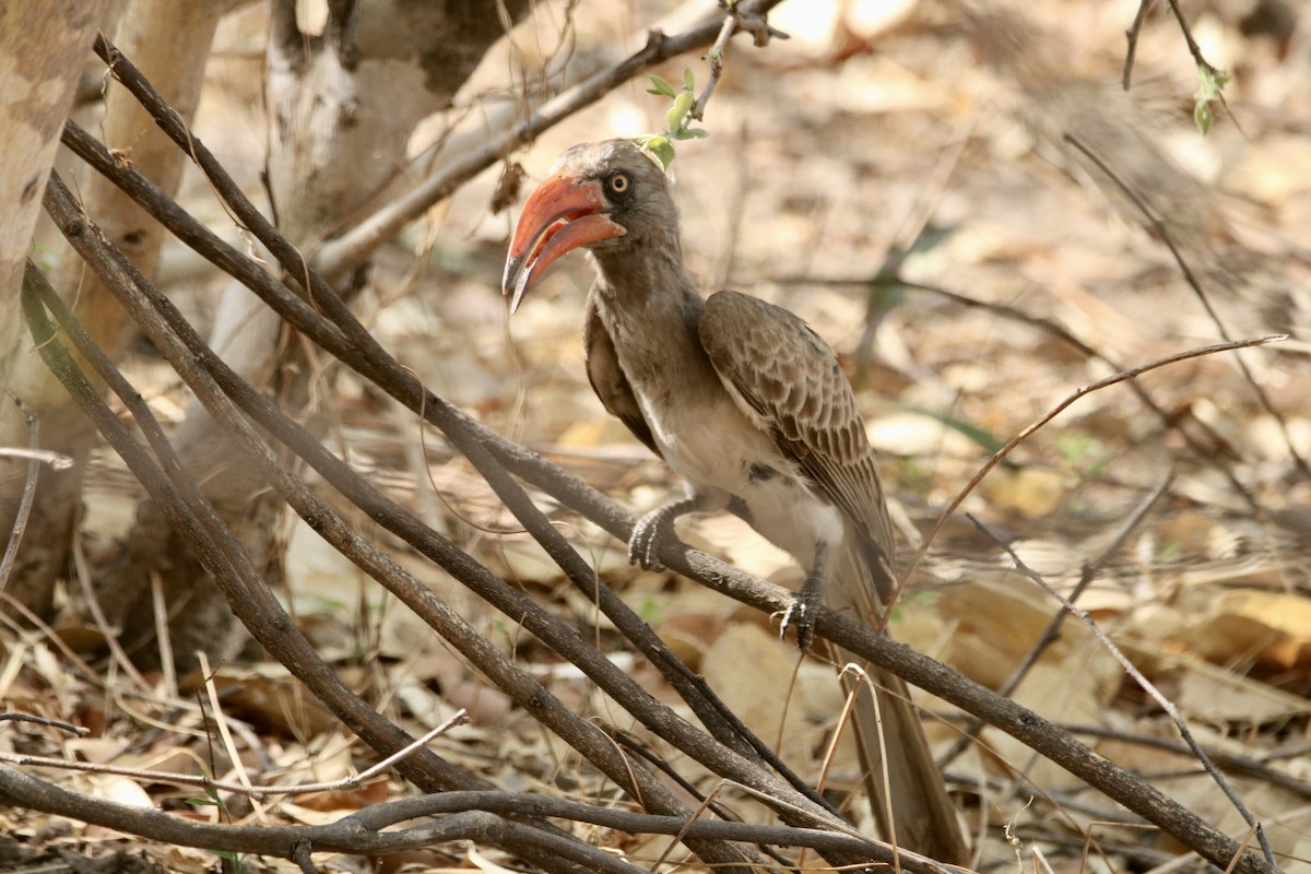 Bradfield's Hornbill - ML621167573