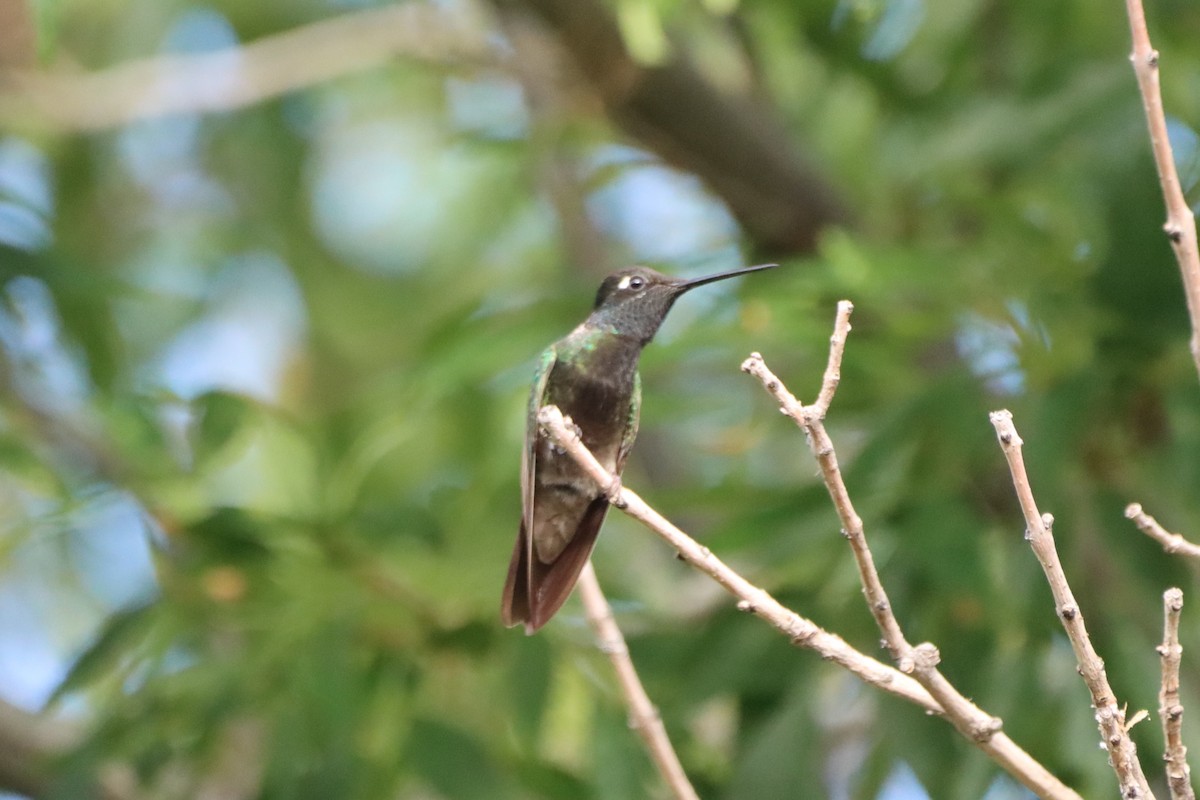 Rivoli's Hummingbird - ML621167599