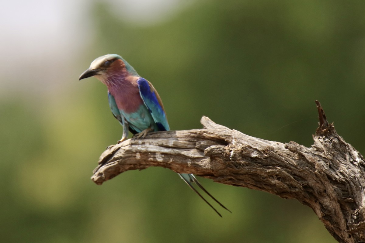 Lilac-breasted Roller - ML621167601