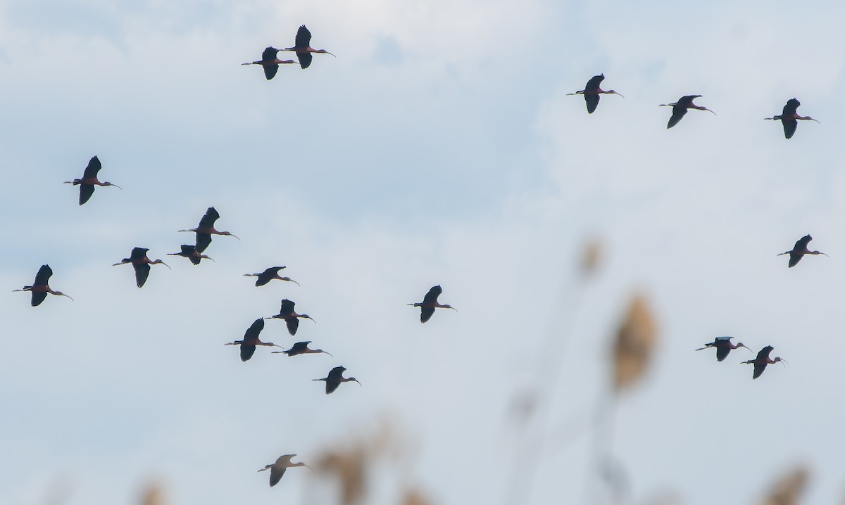 ibis hnědý - ML621167614