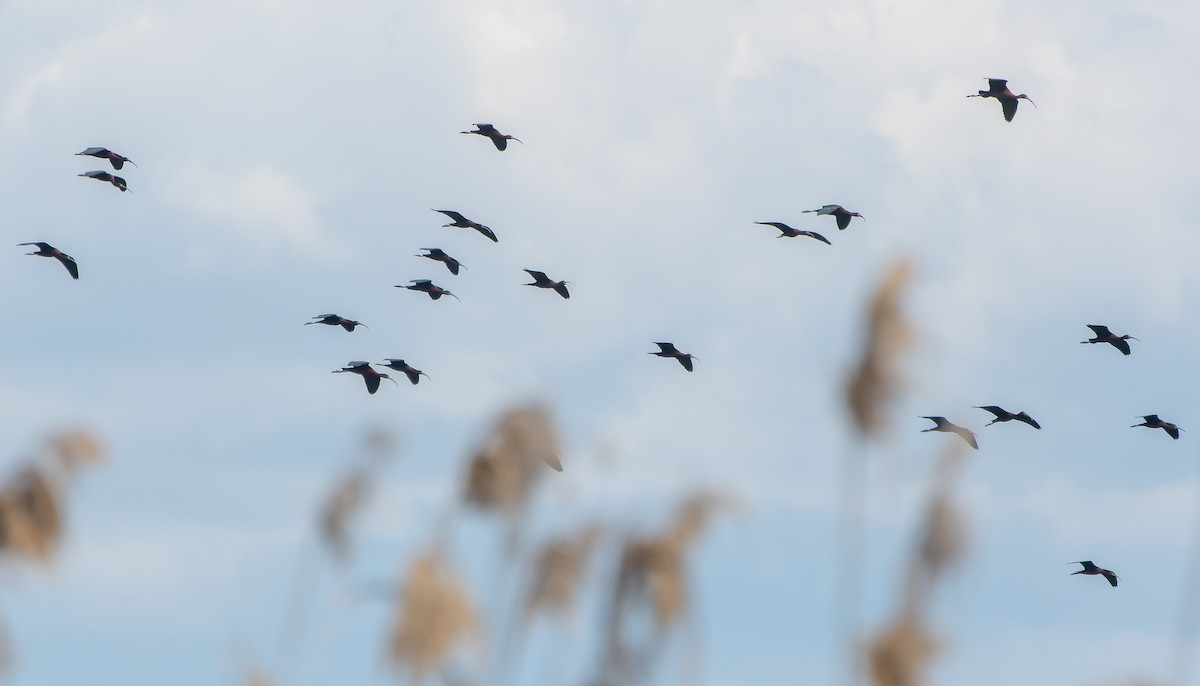 ibis hnědý - ML621167615
