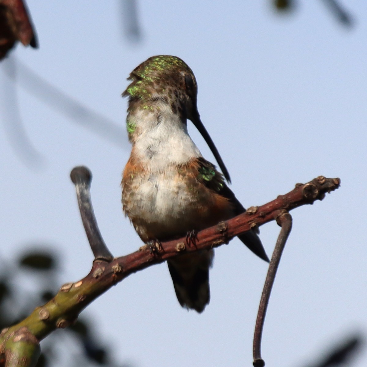 Allen's Hummingbird - ML621167620