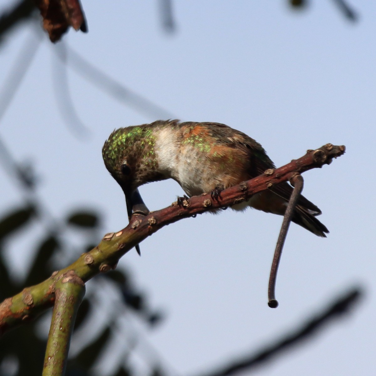 Allen's Hummingbird - ML621167621