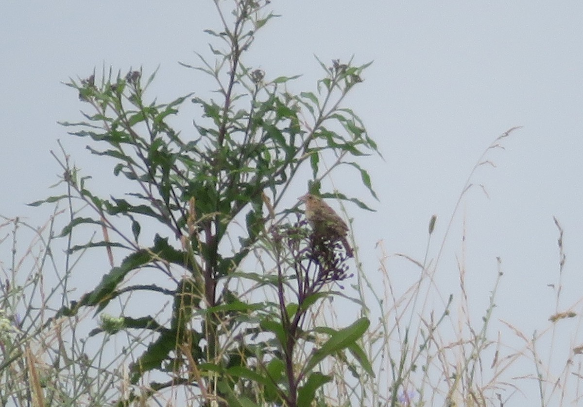 Grasshopper Sparrow - ML621167622