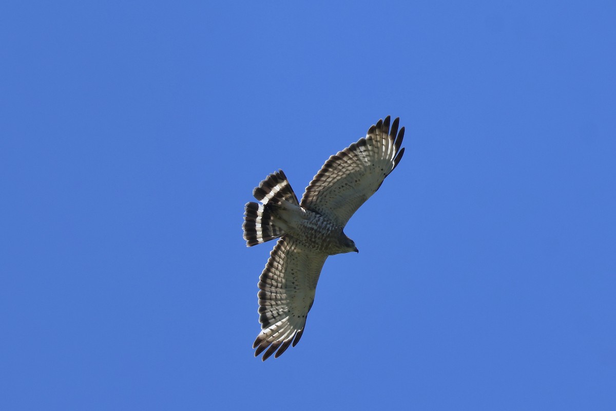 Broad-winged Hawk - ML621167629