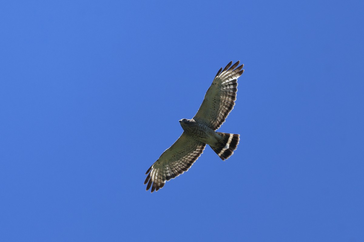 Broad-winged Hawk - ML621167631