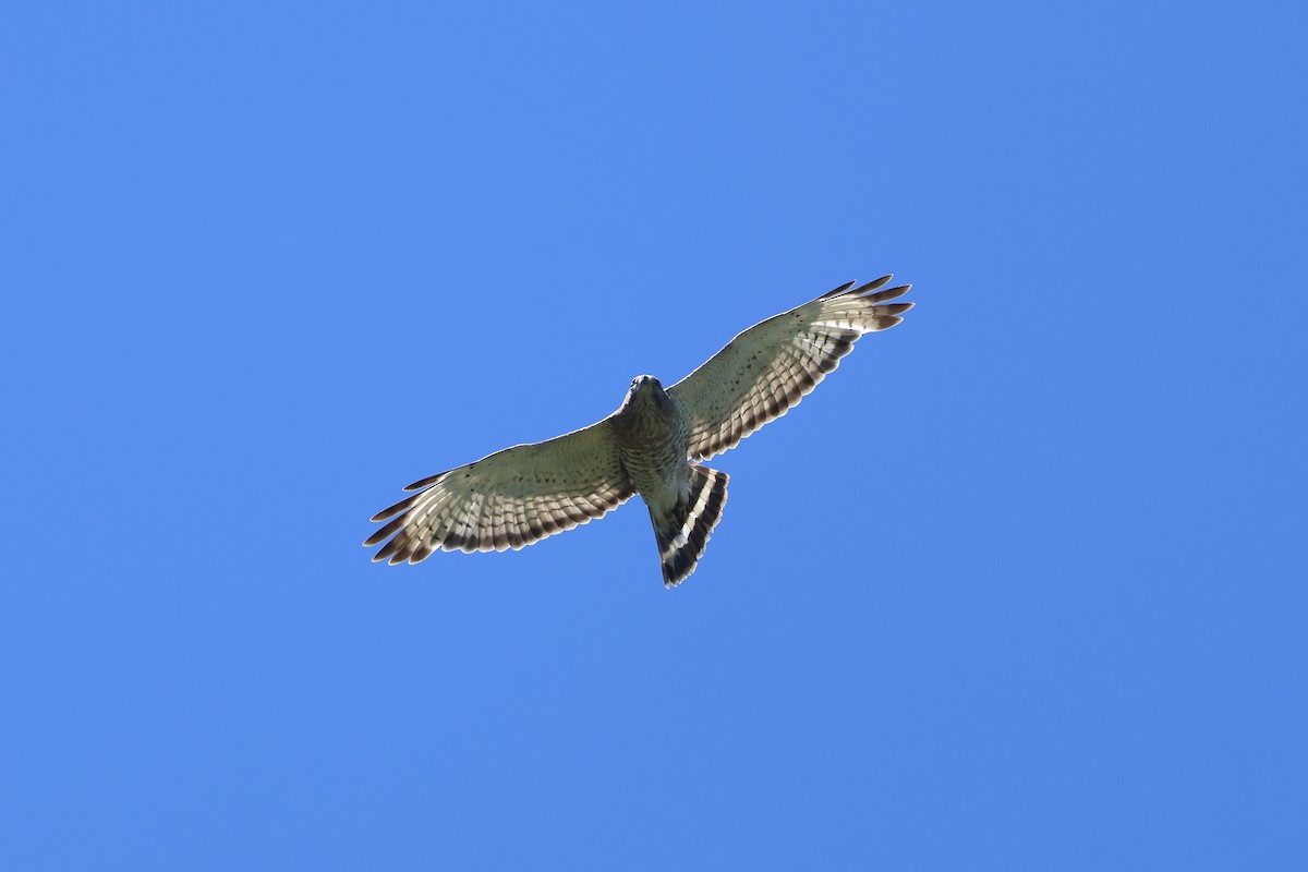 Broad-winged Hawk - ML621167634