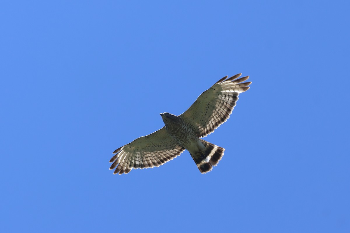 Broad-winged Hawk - ML621167635