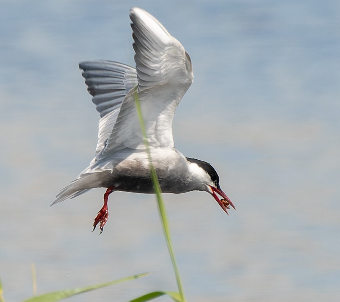 Whiskered Tern - ML621167641