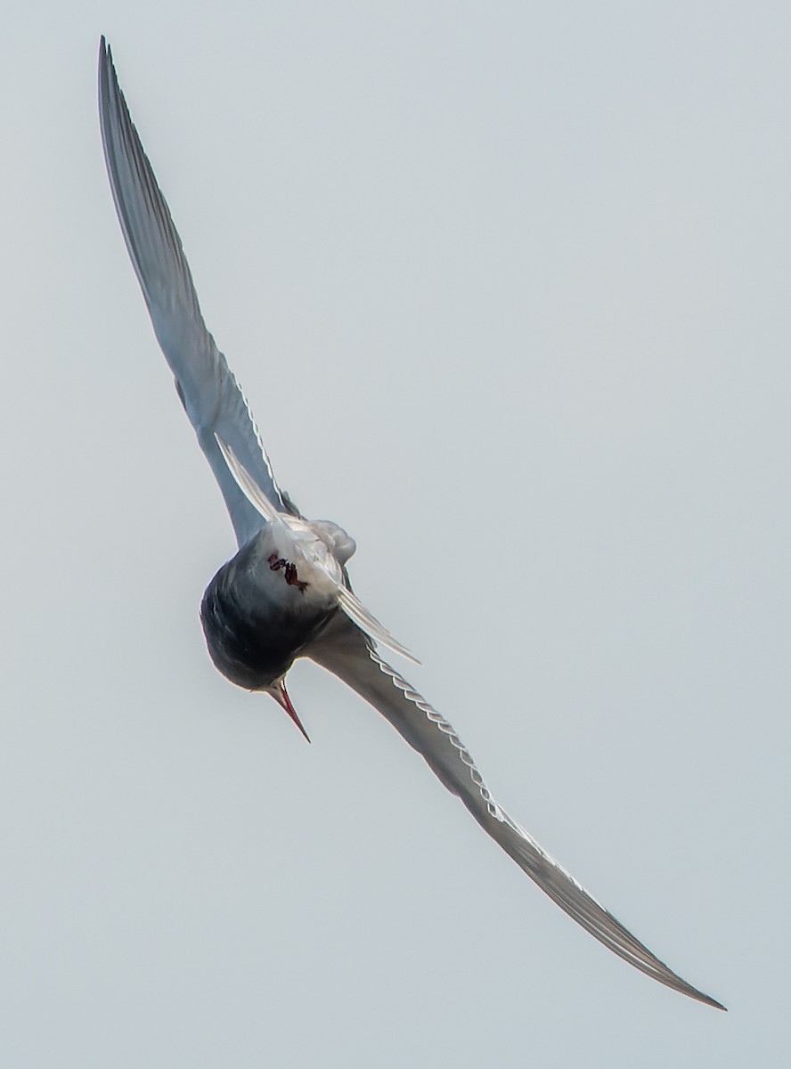 Whiskered Tern - ML621167643