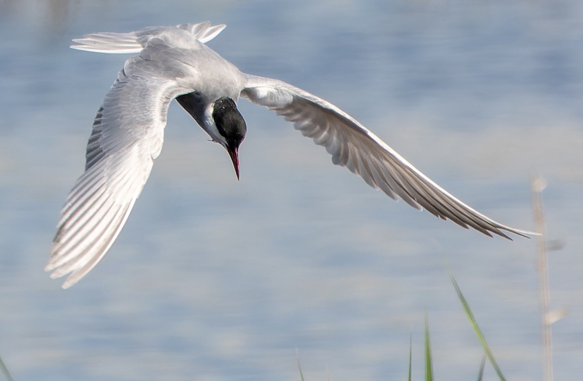 Whiskered Tern - ML621167645