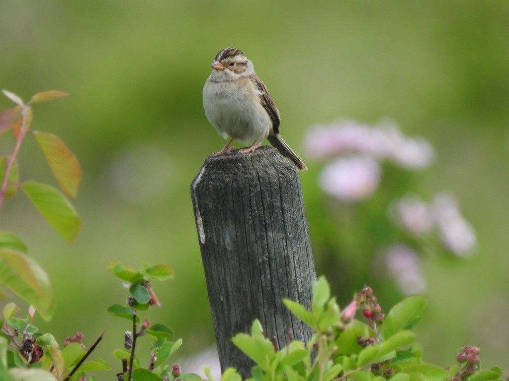 Clay-colored Sparrow - ML621167650