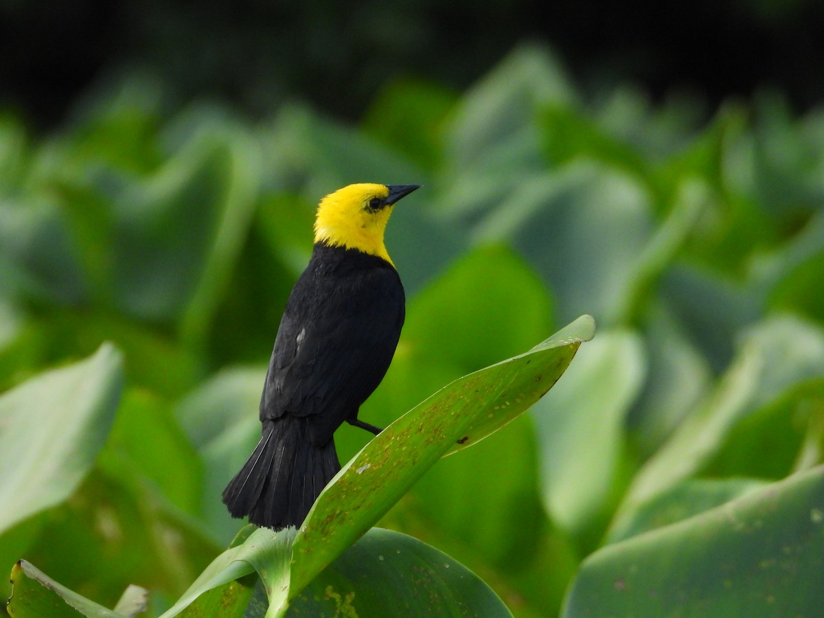 Yellow-hooded Blackbird - ML621167733