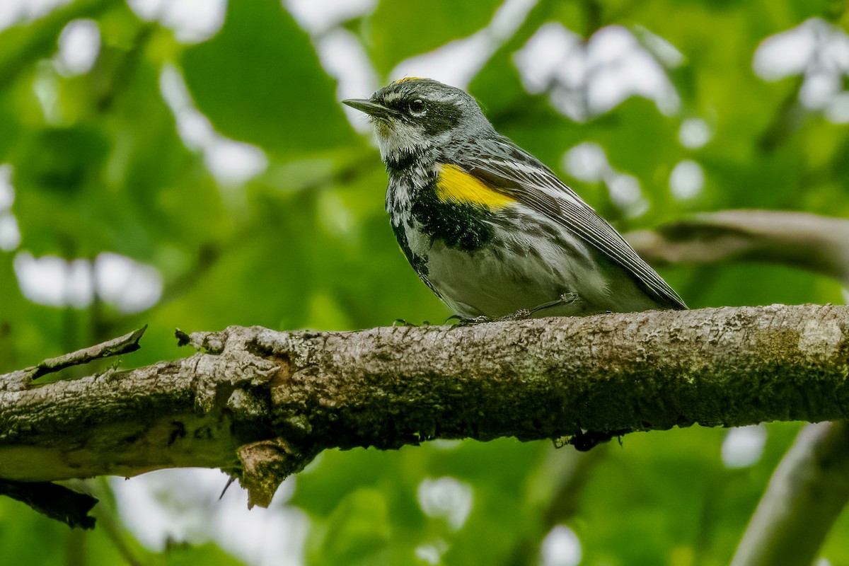 Yellow-rumped Warbler (Myrtle) - ML621167740