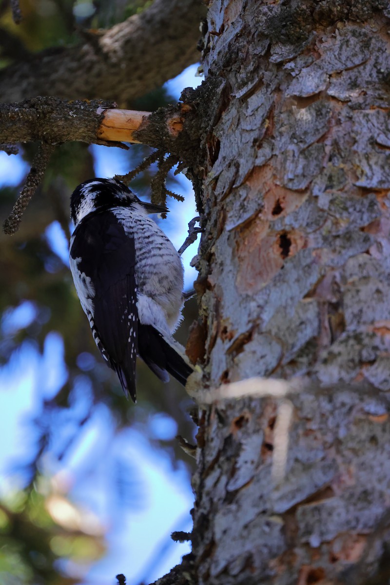 American Three-toed Woodpecker - ML621167775