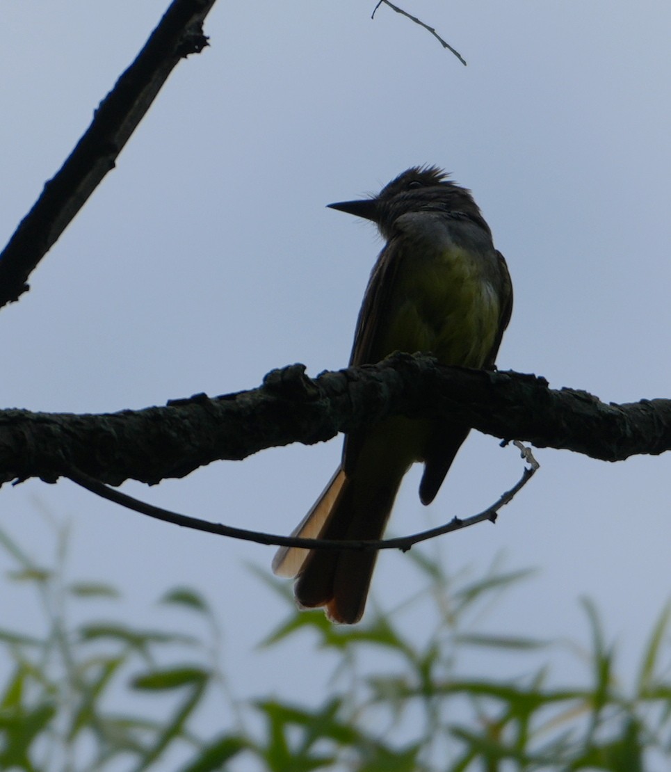 Great Crested Flycatcher - ML621167812