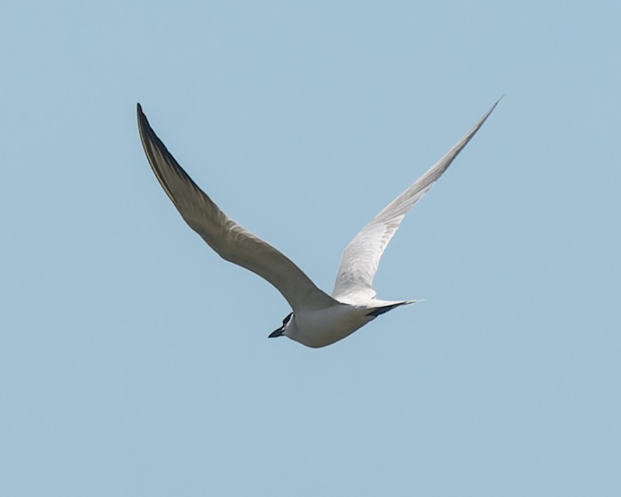 Gull-billed Tern - ML621167867