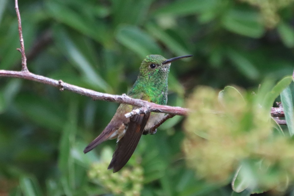 kolibřík mexický - ML621167949
