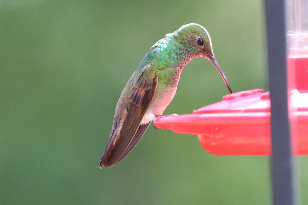 kolibřík mexický - ML621167967