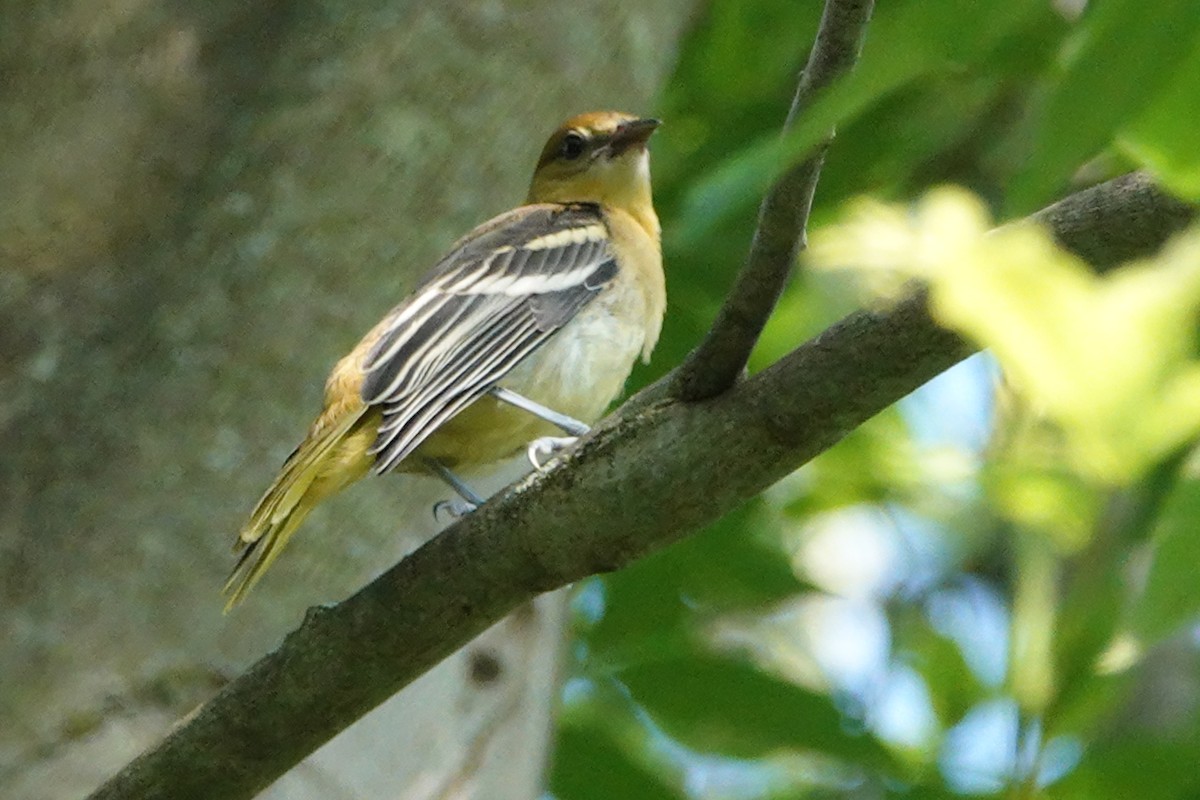 Orchard Oriole - ML621167976