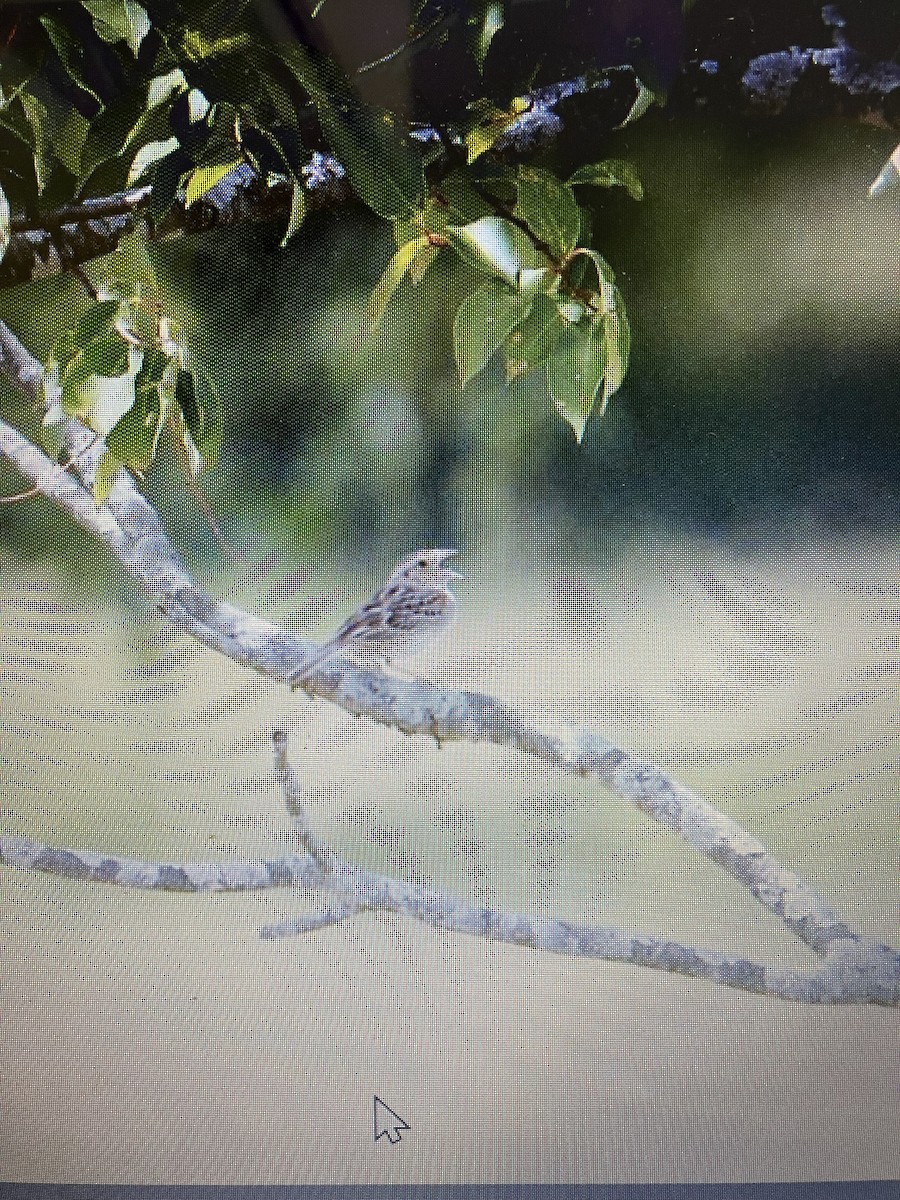 Grasshopper Sparrow - ML621168018