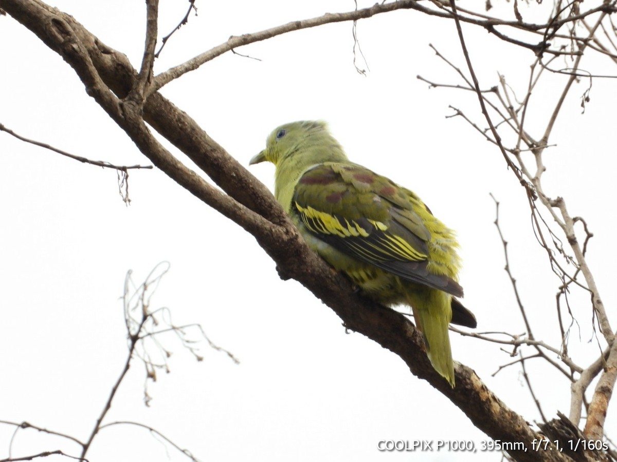 Gray-fronted Green-Pigeon - ML621168039