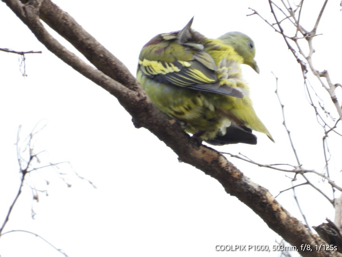 Gray-fronted Green-Pigeon - ML621168046