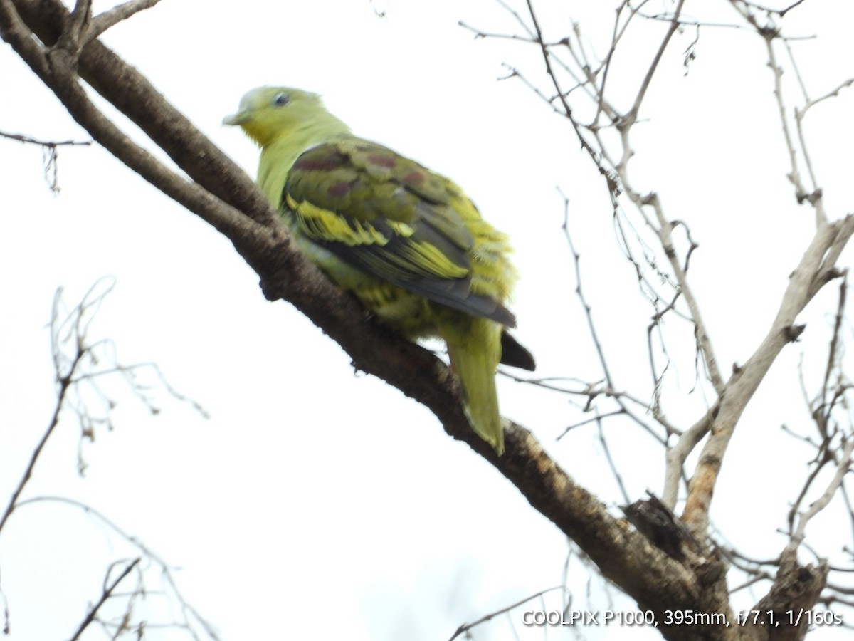 Gray-fronted Green-Pigeon - ML621168048