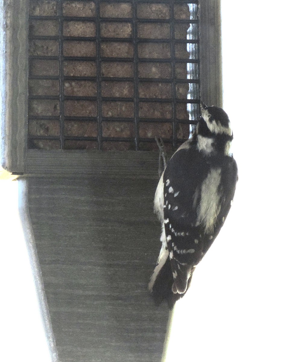 Downy Woodpecker (Pacific) - ML621168063