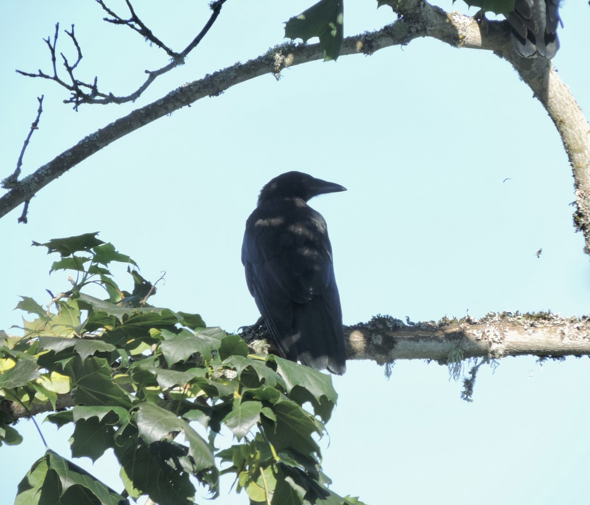 American Crow - ML621168068