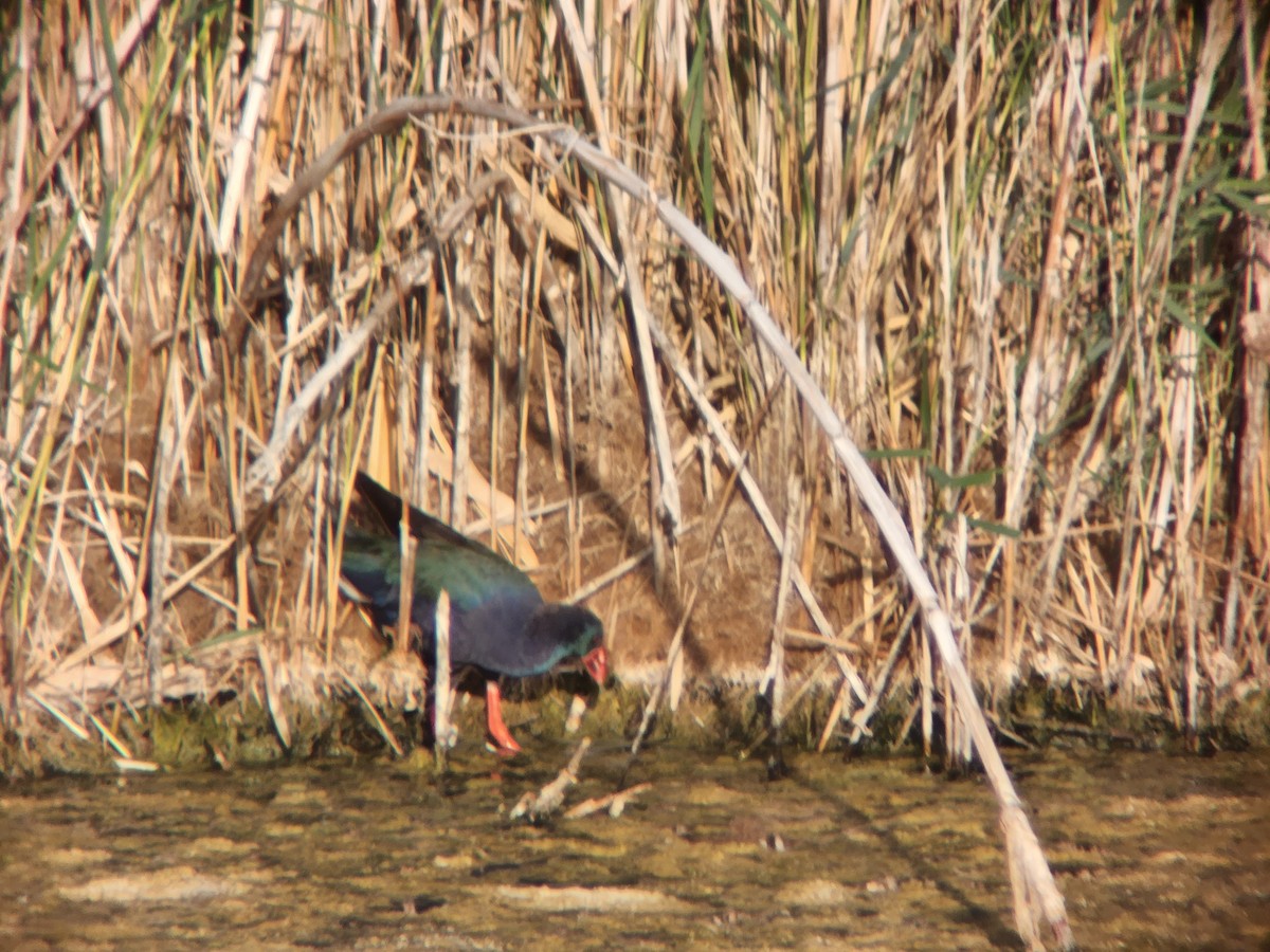 African Swamphen - ML621168077