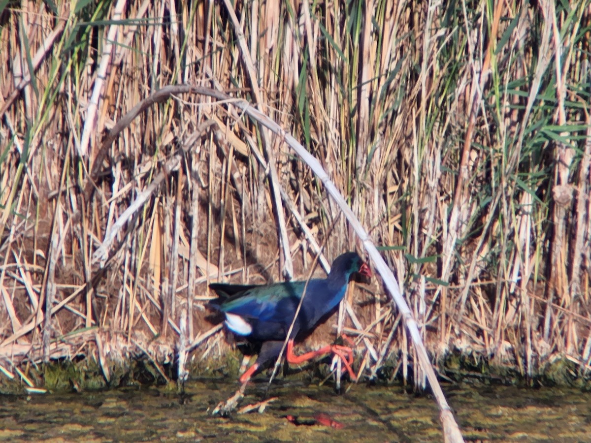 African Swamphen - ML621168079