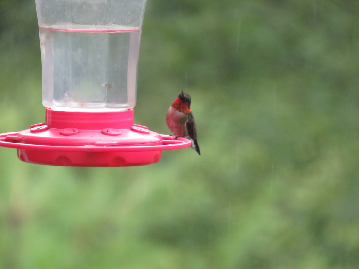 Ruby-throated Hummingbird - ML621168107