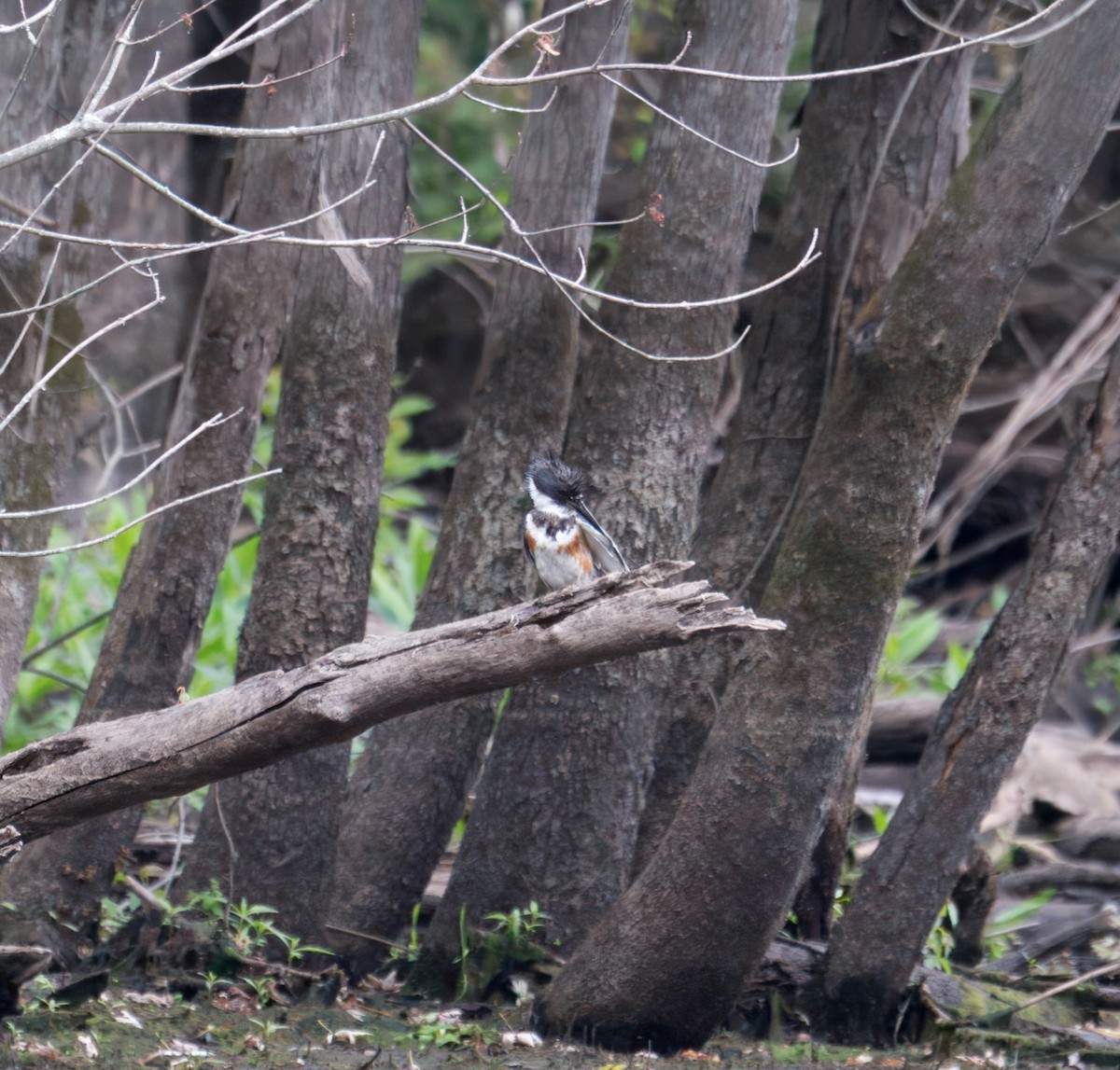 Belted Kingfisher - ML621168130