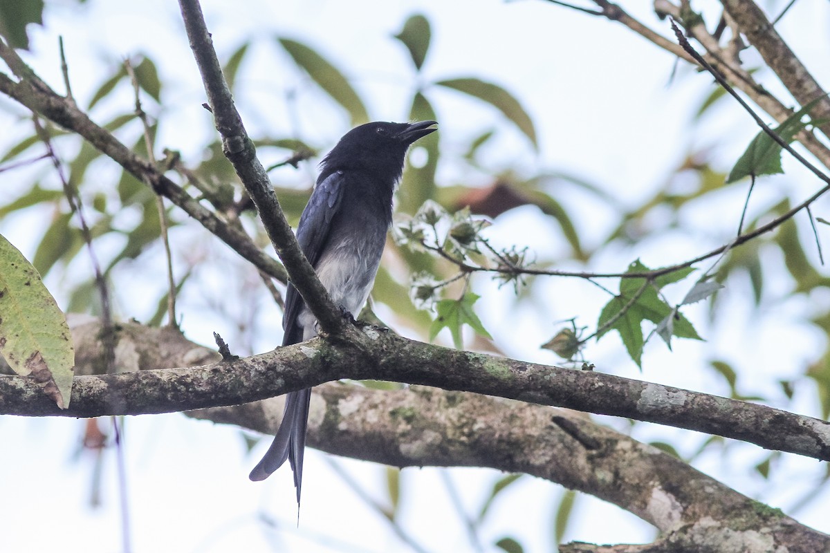 White-bellied Drongo (White-vented) - ML621168159