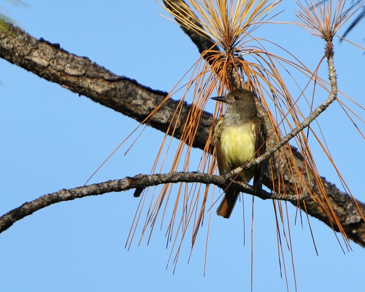 Great Crested Flycatcher - ML621168190