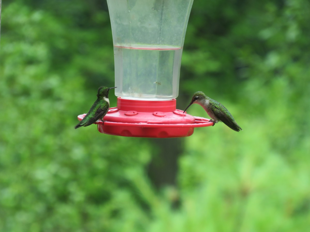 Ruby-throated Hummingbird - ML621168211