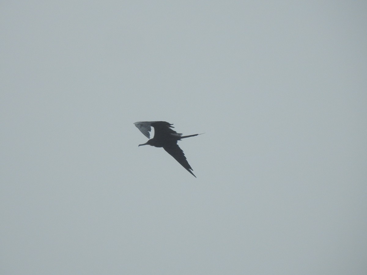 Magnificent Frigatebird - ML621168234