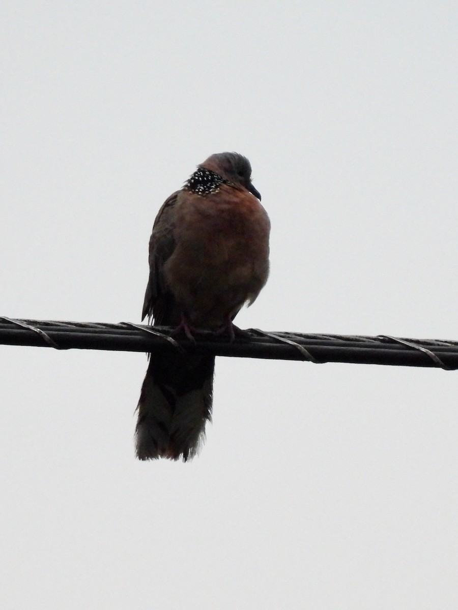 Spotted Dove - ML621168276