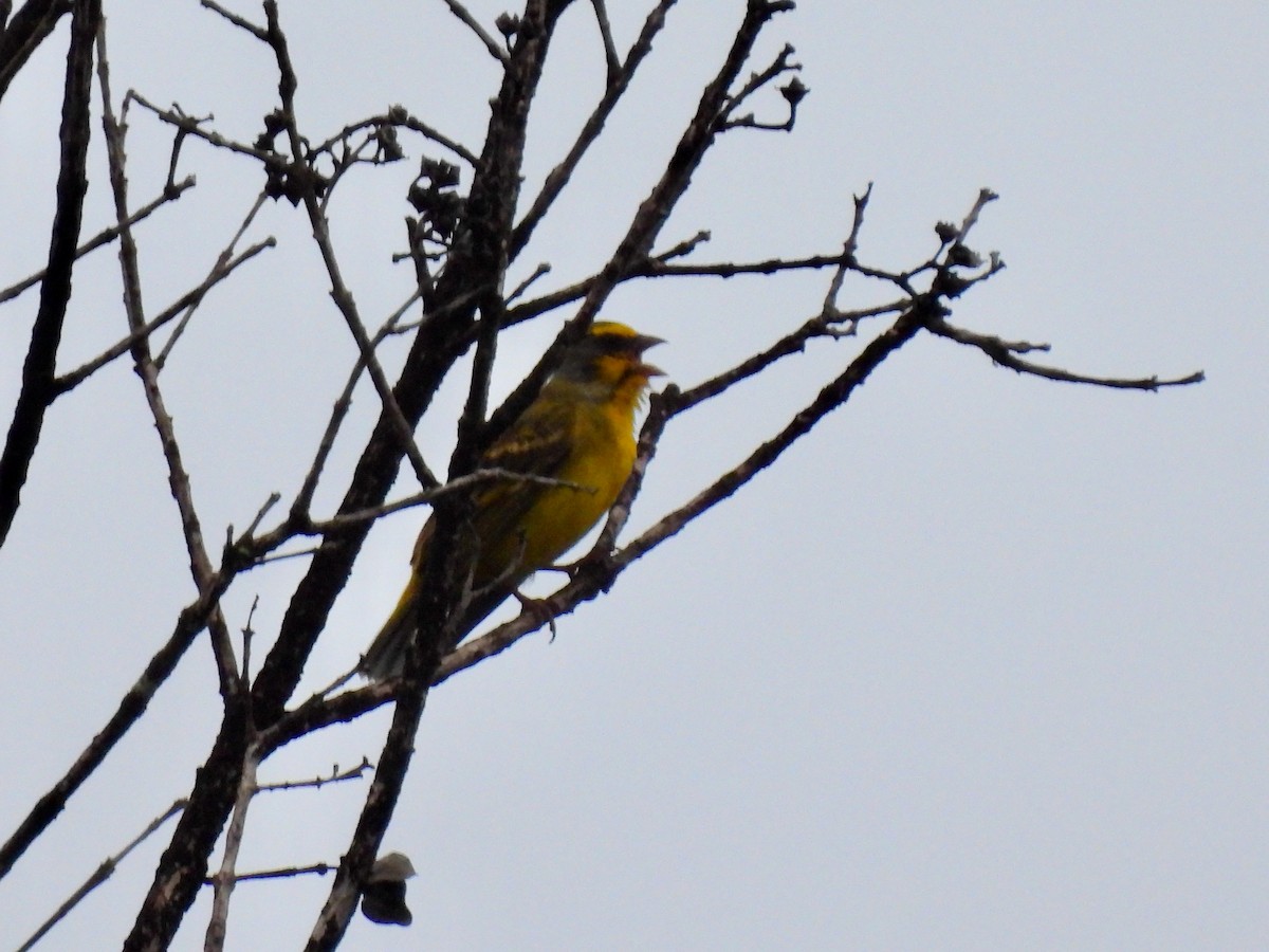 Yellow-fronted Canary - ML621168277
