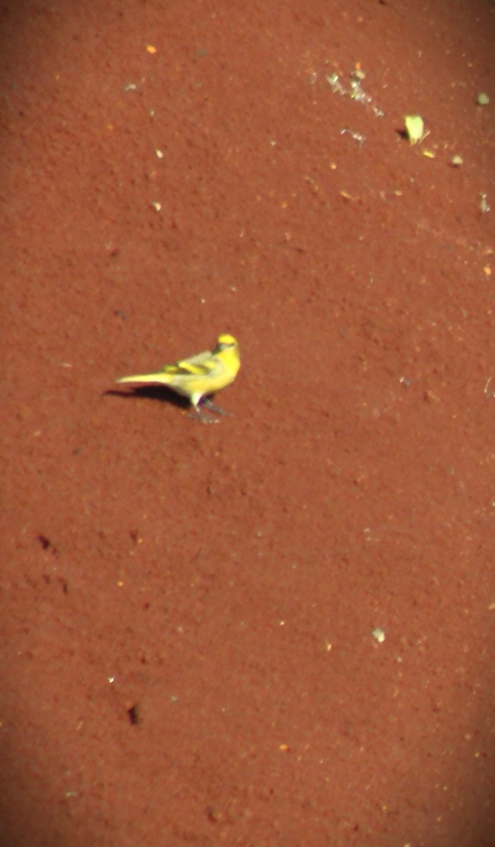 Yellow-crowned Canary - ML621168286