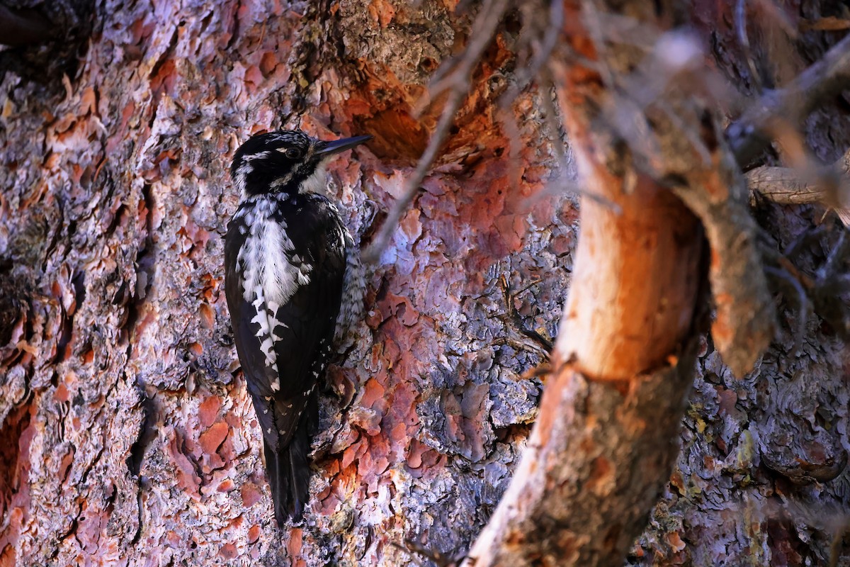 American Three-toed Woodpecker - ML621168287