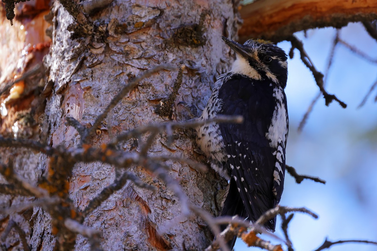 American Three-toed Woodpecker - ML621168289