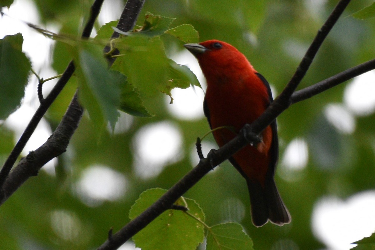 Scarlet Tanager - ML621168294