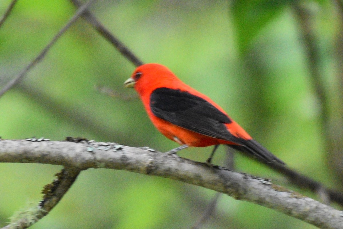 Scarlet Tanager - ML621168295