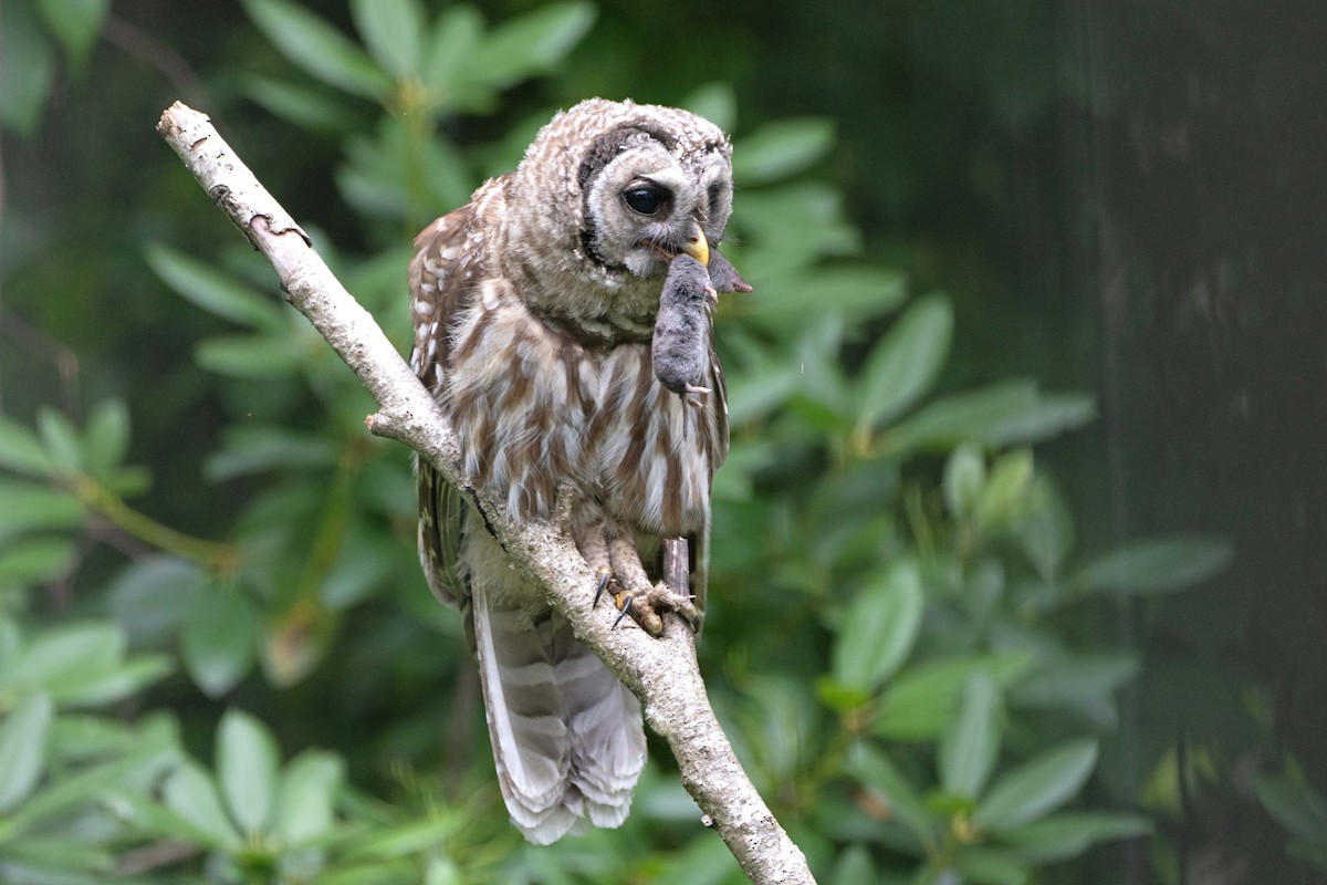 Barred Owl - ML621168297