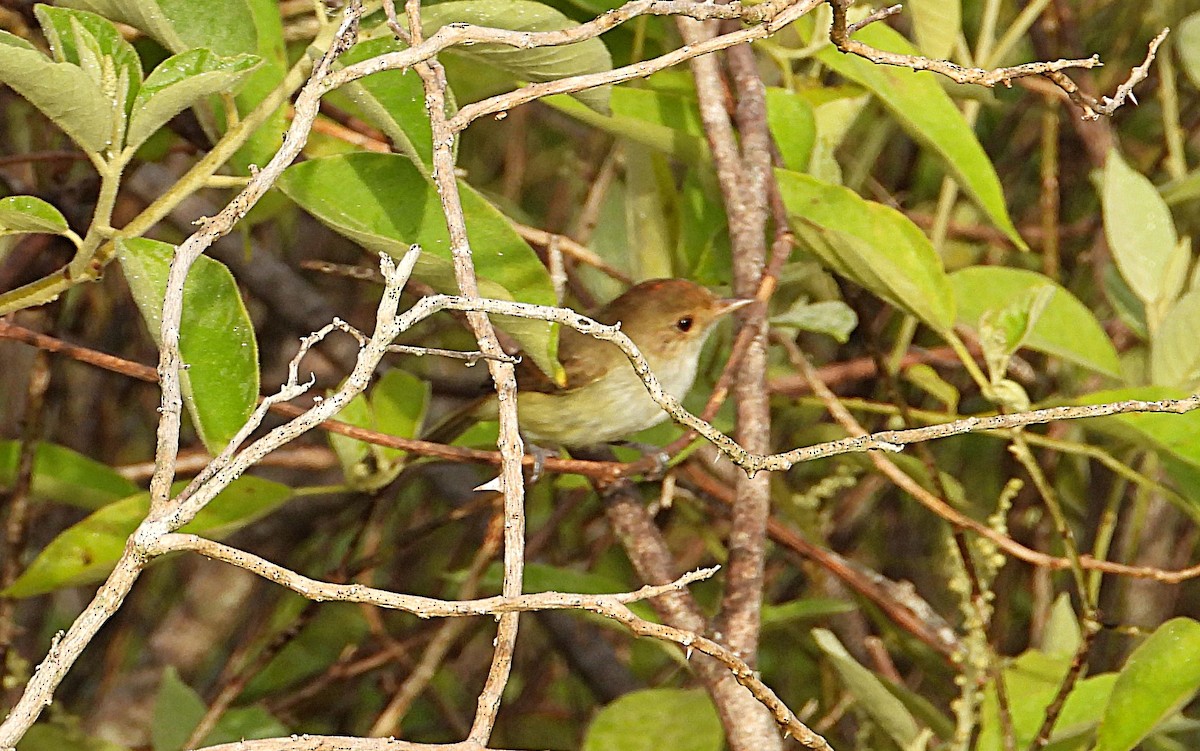 Fulvous-crowned Scrub-Tyrant - ML621168298
